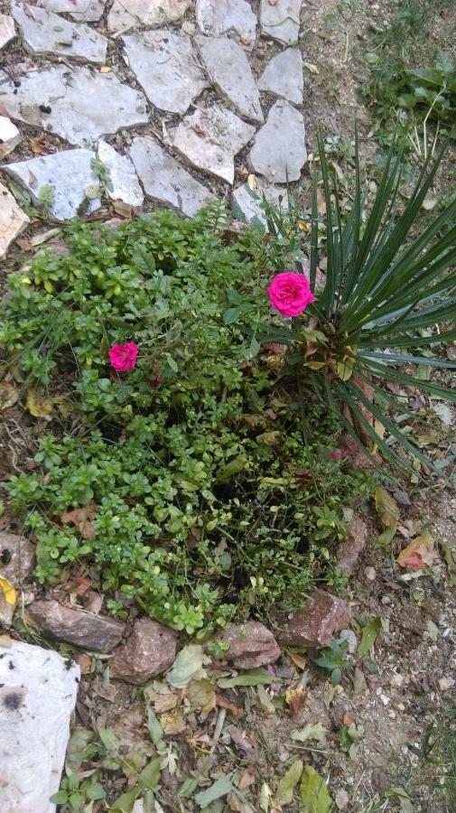 Apartman Restovic Bol Dış mekan fotoğraf